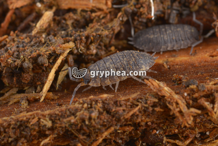 Microfaune des sols - Cloporte dans du bois mort (Porcellio scaber) - gryphea.org
